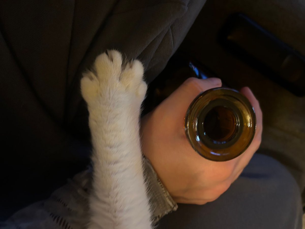 fairylighti's tweet photo. if you also think cat paws are this cute, we should talk https://t.co/T4iFpgp6bp