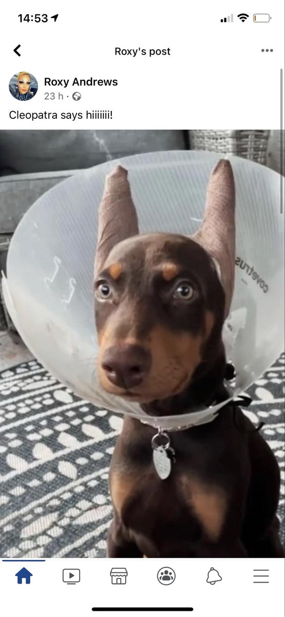 v1oletmoon's tweet photo. @auntiesamethic A few years ago she had her dog’s ears cropped. She’s BEEN weird https://t.co/giiqNgwV9E
