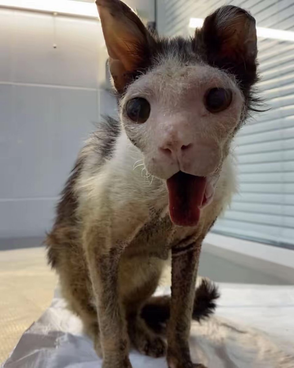 UAanimalres's tweet photo. 💔 Please… don’t let Pluto suffer in silence.
Everyone seems to have forgotten him, and donations have stopped. I can’t save him alone. If Pluto’s story touches your heart, please help. One act of kindness could give him another chance at life. 🐾🙏
#SavePluto #HelpPluto https://t.co/wzkn4WNGUi