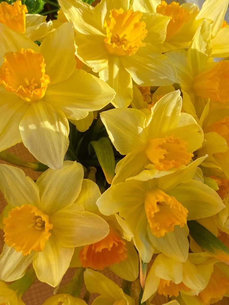amandination's tweet photo. jonquilles 💐

- 9.9k
- T rating
- florist ilya
- strangers to friends to lovers

https://t.co/hSFb7paNza https://t.co/uwfaAVt9Jm