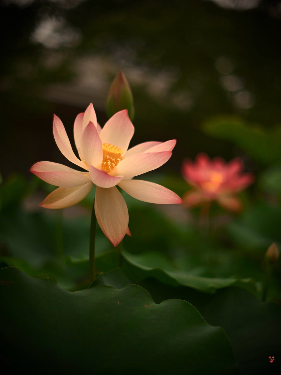 花てん 妖しい光 🪷ハスの花 大船ﾌﾗﾜｰｾﾝﾀｰ 神奈川県鎌倉市 Z5II Super-Takumar