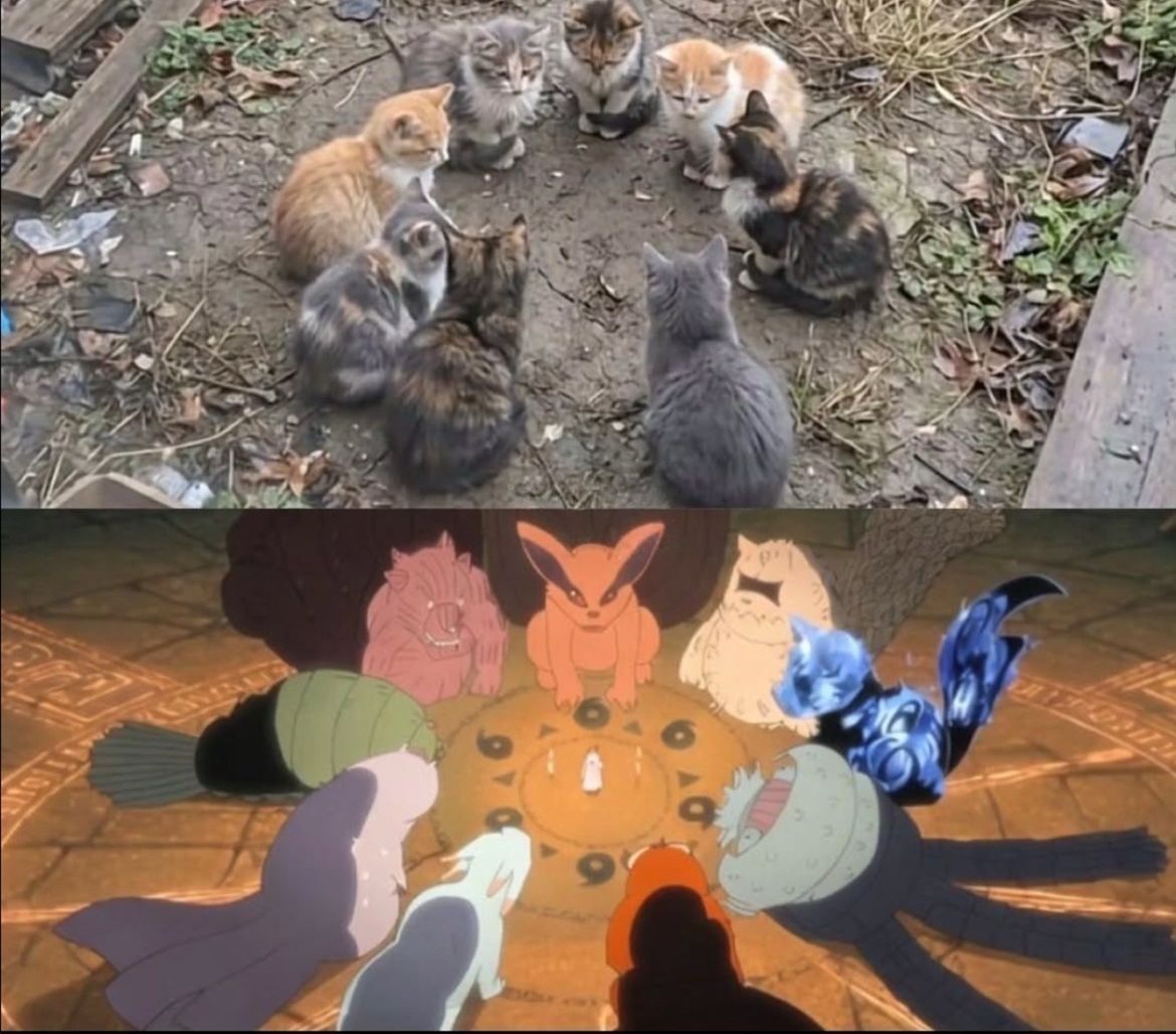 NarutoDaily_'s tweet photo. These cats recreated the Tailed Beast meeting https://t.co/CzZbxedpVg