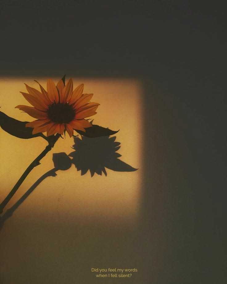 softpetalview's tweet photo. https://t.co/UKfNBSRzc7