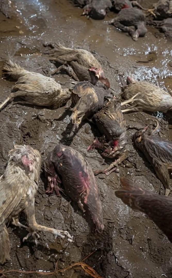 ajosquest's tweet photo. Poultry farmer loses 18m naira to heavy flood 💔 in lagos.
Nobody deserves this. https://t.co/TR4fiF8lLL