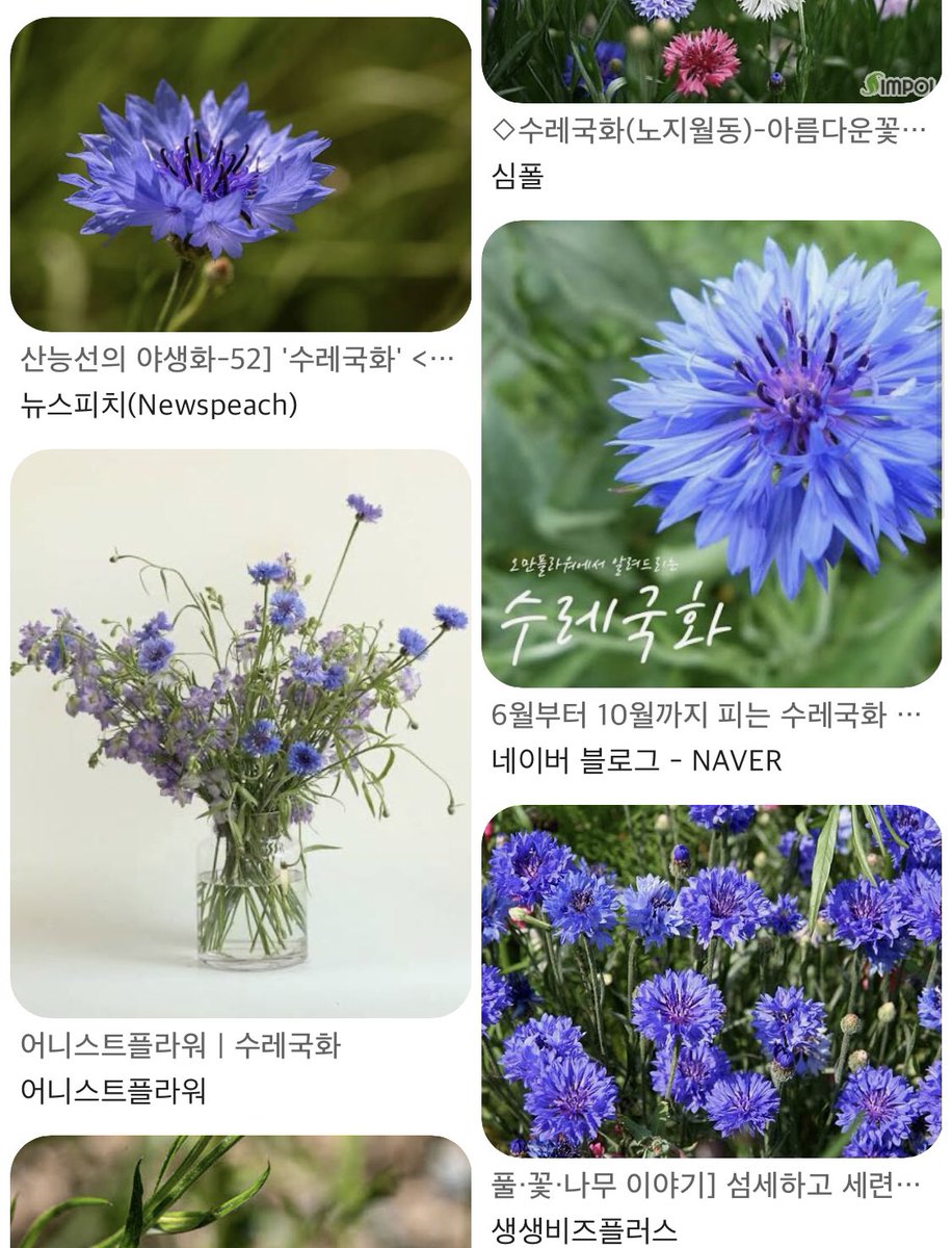 inthegreenshade's tweet photo. 2월 1일 
도영 생일 색은, Cone flower Blue
특징 : 사회적으로 특히 인정받은 예술가
단어 : 문화적, 사회적

그리고 수레국화 꽃말은 행복감, 섬세.
신기해! https://t.co/3oDZnuTyvT