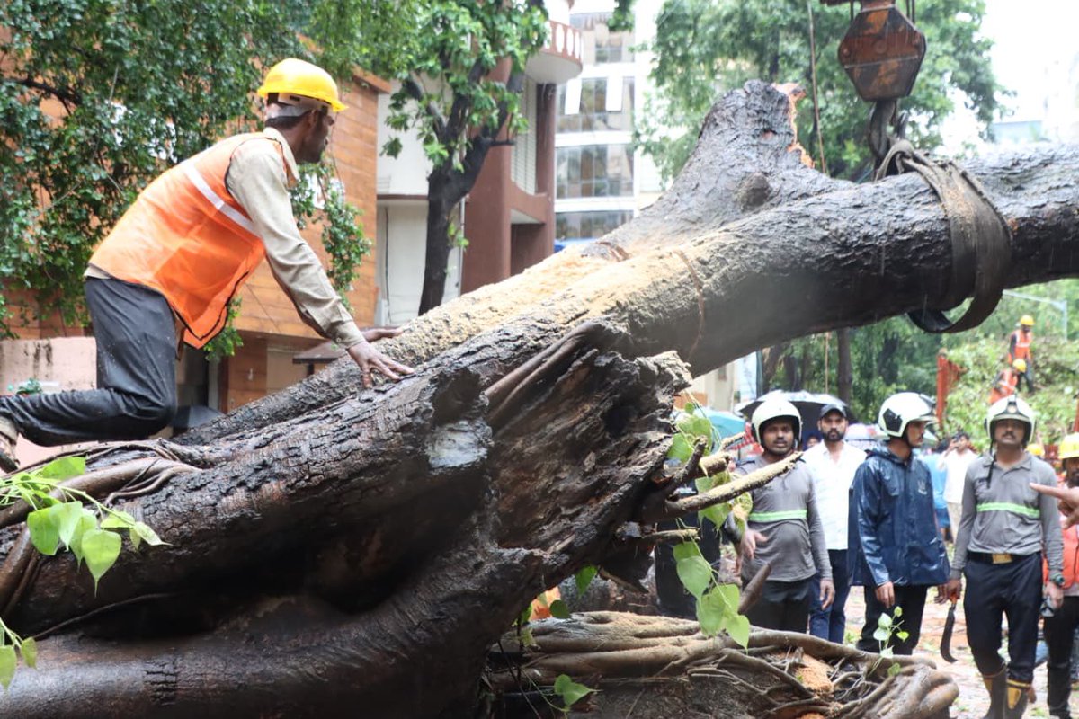 richapintoi's tweet photo. Chembur tree crash which killed 11 year school boy: : READ THIS

Official internal communications by BMC showed that the civic garden department had issued at least two written notices to the roads department, cautioning that excavation around tree bases during road and storm-water drain works was damaging roots and could lead to trees toppling during the monsoons.