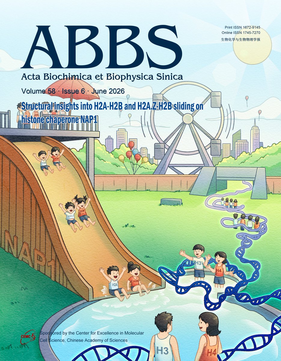 ABBSjournal's tweet photo. 👉Acta Biochimica et Biophysica Sinica
Volume 58, Number 6, June 2026

Structural insights into H2A-H2B and H2A.Z-H2B sliding on histone chaperone NAP1 https://t.co/0JMVw9uiOX