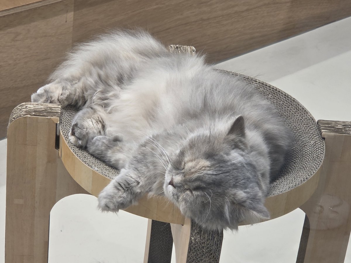 omothing's tweet photo. お出かけでねこかふぇ通りかかった かわいい https://t.co/QpvbA4KbpD