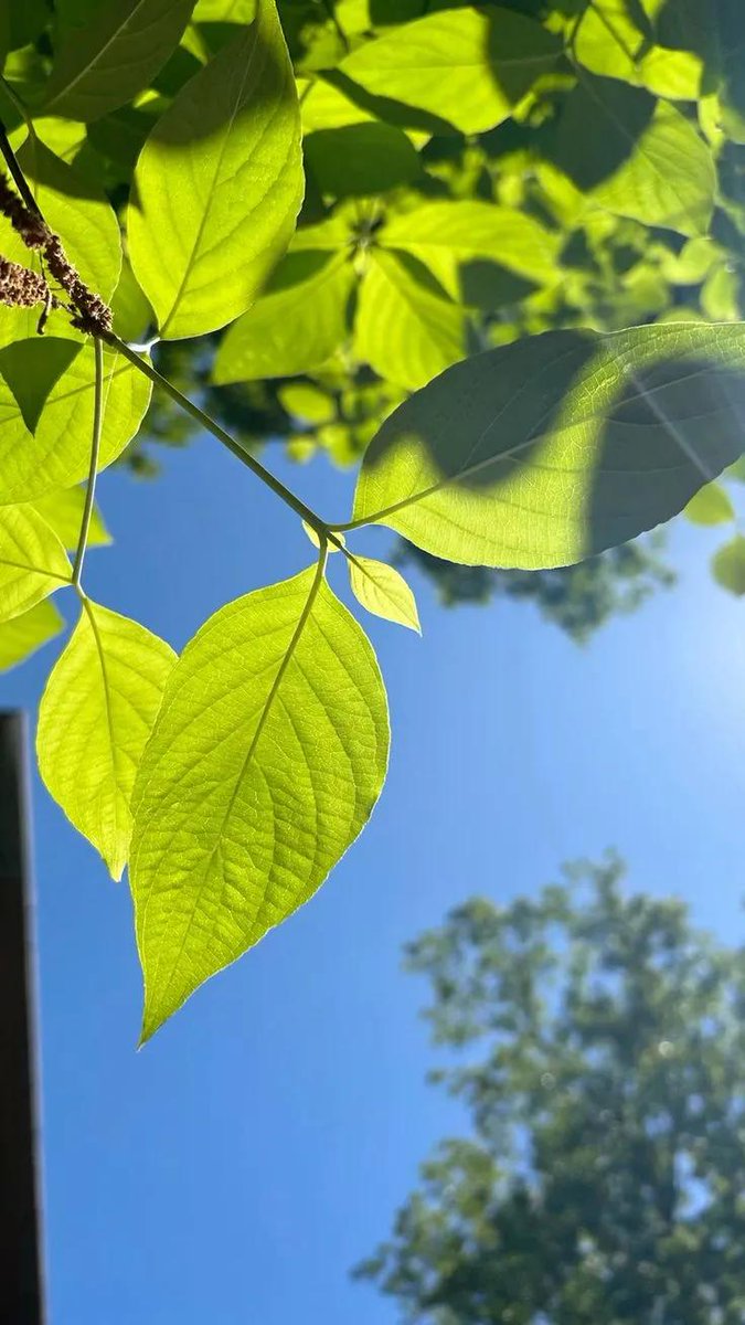 samoraibraim's tweet photo. أول ما تصحى الصباح، الحياة بتقدم ليك (منيو المشاعر)

وانت من حقك إنك تختار:

🌿الخوف؟ 🌿الألم؟ 🌿الحزن؟☘️ ذكريات سلبية؟

🌿ولا الفرح؟🌿 الامتنان؟🌿 الشكر لله؟

احذر من الأفكار السلبية الصباحية، لأنها قوية

وقد تبرمج يومك كله بالسلبيات،

كفيلة تخلي يومك فاقد للجمال، https://t.co/ow5onpXjKF