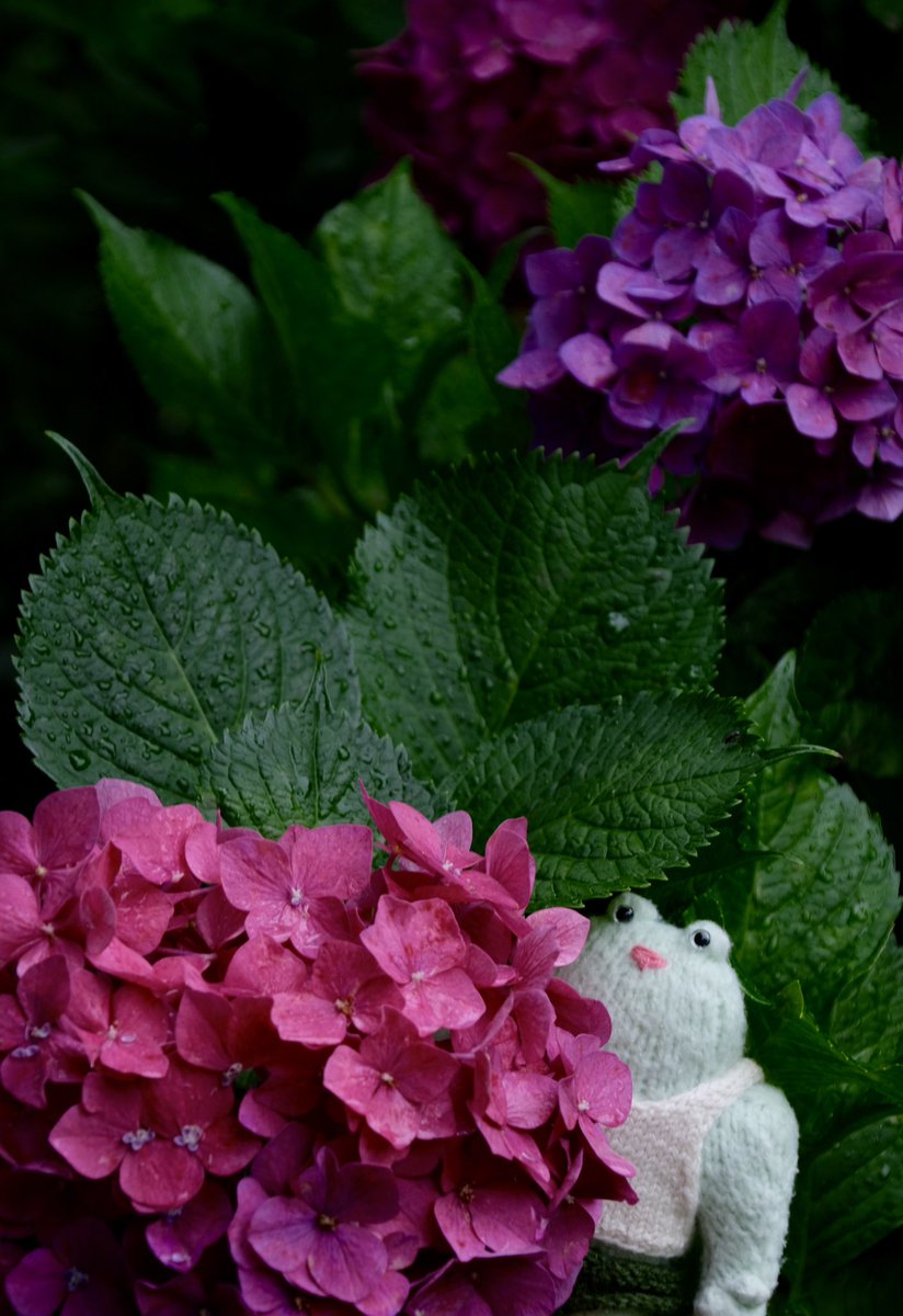 MRu510's tweet photo. マッチョなカエルと梅雨の花。
☔️

\\ｶｴﾙﾉｷｾﾂｯｯ// https://t.co/OKevmNea3h