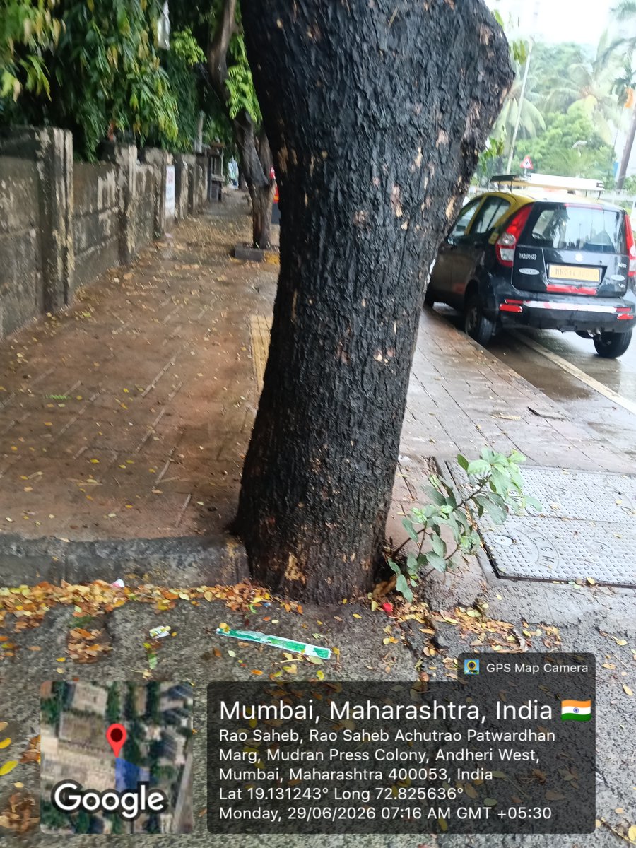 suhaskatti's tweet photo. #Mumbai: Concrete‑sealed tree beds weaken roots, turning fully grown trees into hazards.  Similar risks spotted in 4 Bungalows, Andheri W with geotagged pics.

@mybmc @mybmcwardKW @AmeetSatam @AndheriLOCA @zoru75 @walkingproject https://t.co/j5DjF5xG68