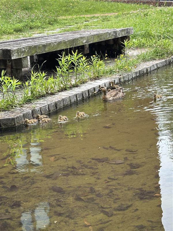 scs_tsukuba's tweet photo. 筑波大学には天の川と呼ばれる人工河川があるのですが、なんとカルガモの親子が出現中です！
親鳥についていく様子、段差を上がれなくてピィピィ鳴く様子が本当にかわいらしい…❤️☺️
学生さん達や教職員がそばであたたかく見守っていました😊 https://t.co/nV5M4O8qMt