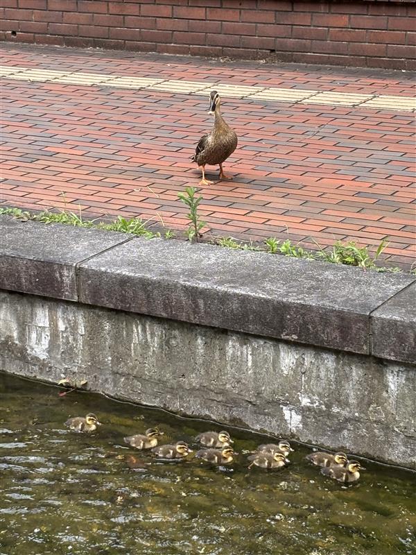 scs_tsukuba's tweet photo. 筑波大学には天の川と呼ばれる人工河川があるのですが、なんとカルガモの親子が出現中です！
親鳥についていく様子、段差を上がれなくてピィピィ鳴く様子が本当にかわいらしい…❤️☺️
学生さん達や教職員がそばであたたかく見守っていました😊 https://t.co/nV5M4O8qMt