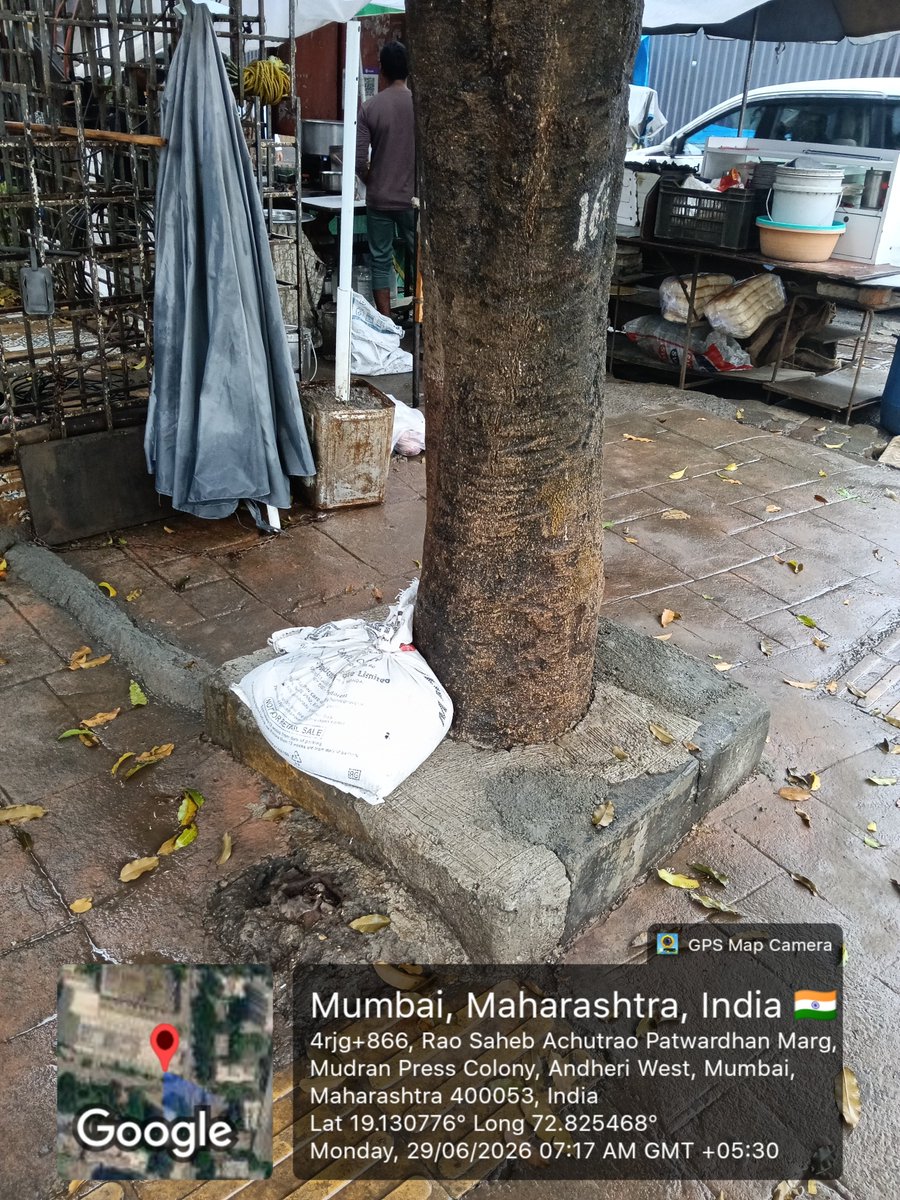 suhaskatti's tweet photo. #Mumbai: a schoolboy lost his life after a tree crash. Concrete‑sealed tree beds weaken roots, turning fully grown trees into hazards.  Similar risks spotted in 4 Bungalows, Andheri W with geotagged pics.
1/2

@mybmc @mybmcwardKW @AmeetSatam @AndheriLOCA @zoru75 @walkingproject https://t.co/iuS7riA8cY
