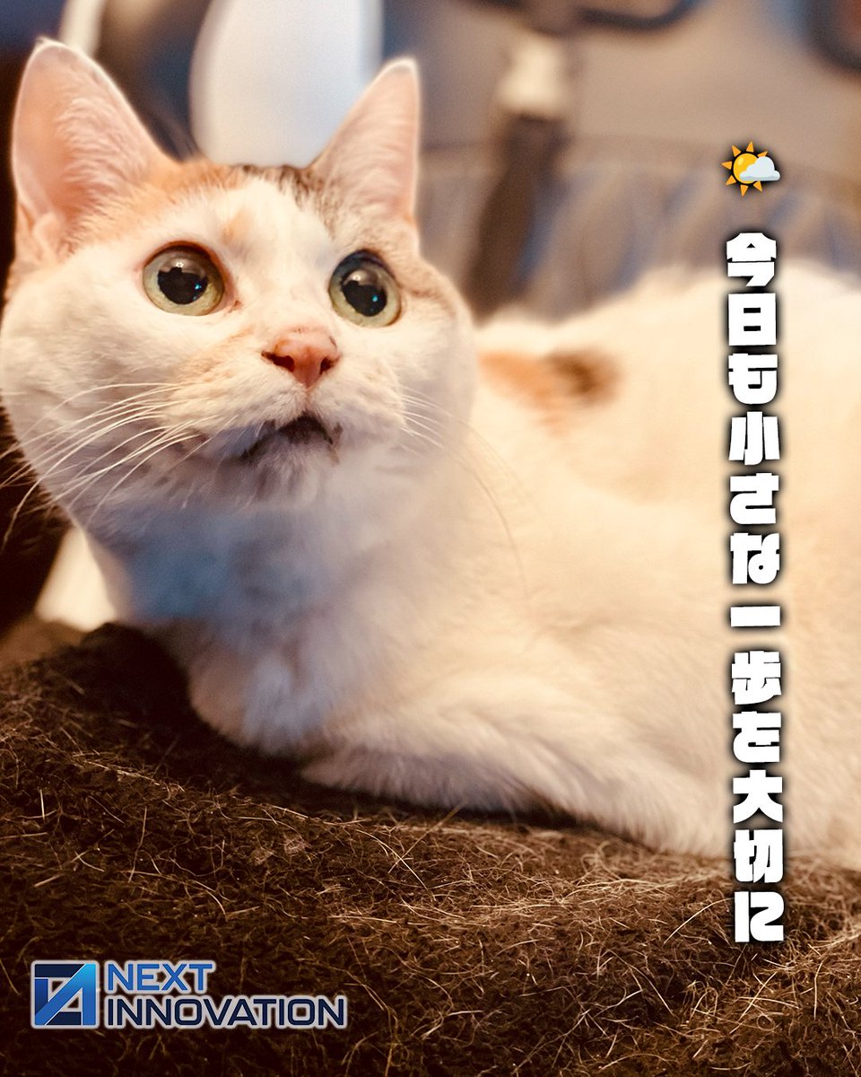 nxtinnovations's tweet photo. v🐾猫社長ゆずマルにゃ🐱
2026年7月1日（水）🐾 #銀座通信
今日は空を見上げて、ひと息つく時間を大切にしたいにゃ🌿
のんびり見える日でも、小さな積み重ねが未来につながるにゃ🐱✨
みんなも無理せず、自分のペースで頑張っていこうにゃ♪

#銀座通信 #猫社長 #ゆずマル #猫好き #癒し #今日の空 #仕事のひと休み #IT #ネクストイノベーション #IT企業