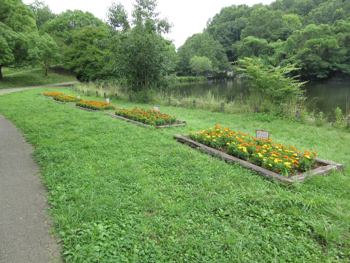 mitsuru3776's tweet photo. 徳生公園（横��市都筑区南山田1-5）

最寄り駅：横浜市営地下鉄  センター北駅、北山田駅

#徳生公園 #横浜市営地下鉄 #Yokohama https://t.co/2Hnwft2R3H