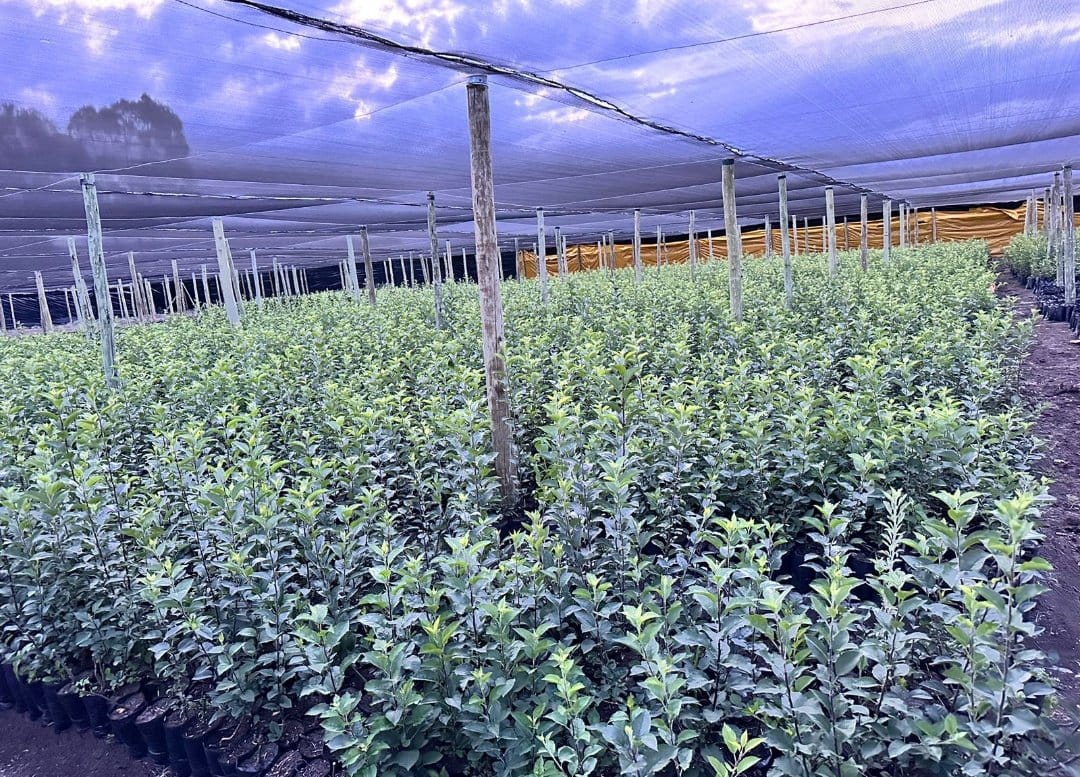 mynzagric254's tweet photo. Wambugu apples 🍎 do well in all Climates and mature only within 9 months 

40-50 fruits a tree  are harvested during the 1st year and this increases with time .

2nd year- 500+ fruits a tree

3rd year -700+ fruits  a tree 

5 years - 2000+ fruits  a tree 

A kilo holds 9-10 fruits 

1 kg could be sold at sh 300- sh 400
  
Fruiting occurs throughout the year as flowering takes place all through

Do not plant Wambugu apple 🍎 on leased land . It has very long lifespan .

You can intercrop Wambugu with Beans or other crops  for mulching or soil nutrition improvement.

Wambugu apple seedlings go for sh 1000 each 

Click this link to message us on WhatsApp: https://t.co/bHJfPuSqPI

Wambugu apples 🍎 🍏 are also highly disease resistant .

We make delivery across the country within 24 to 48 hrs