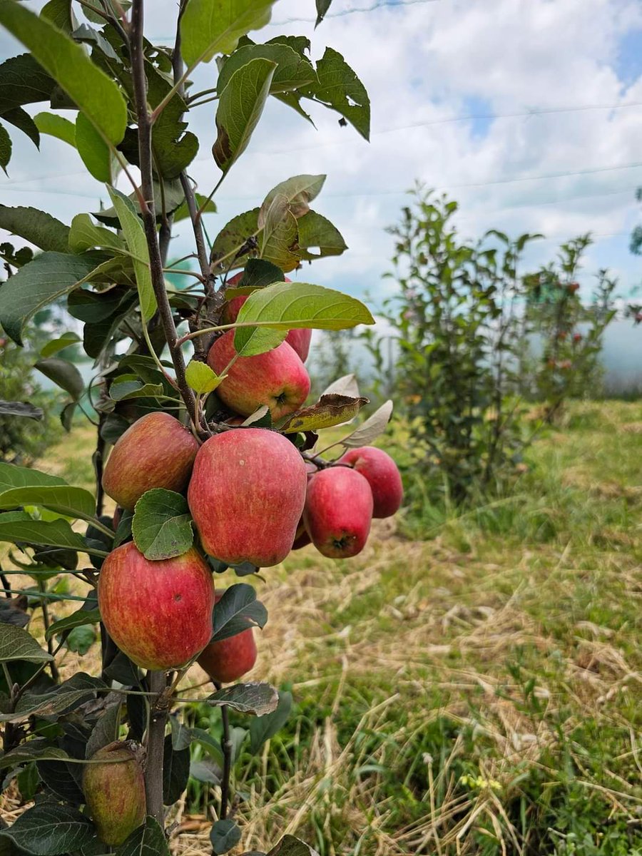 mynzagric254's tweet photo. Wambugu apples 🍎 do well in all Climates and mature only within 9 months 

40-50 fruits a tree  are harvested during the 1st year and this increases with time .

2nd year- 500+ fruits a tree

3rd year -700+ fruits  a tree 

5 years - 2000+ fruits  a tree 

A kilo holds 9-10 fruits 

1 kg could be sold at sh 300- sh 400
  
Fruiting occurs throughout the year as flowering takes place all through

Do not plant Wambugu apple 🍎 on leased land . It has very long lifespan .

You can intercrop Wambugu with Beans or other crops  for mulching or soil nutrition improvement.

Wambugu apple seedlings go for sh 1000 each 

Click this link to message us on WhatsApp: https://t.co/bHJfPuSqPI

Wambugu apples 🍎 🍏 are also highly disease resistant .

We make delivery across the country within 24 to 48 hrs