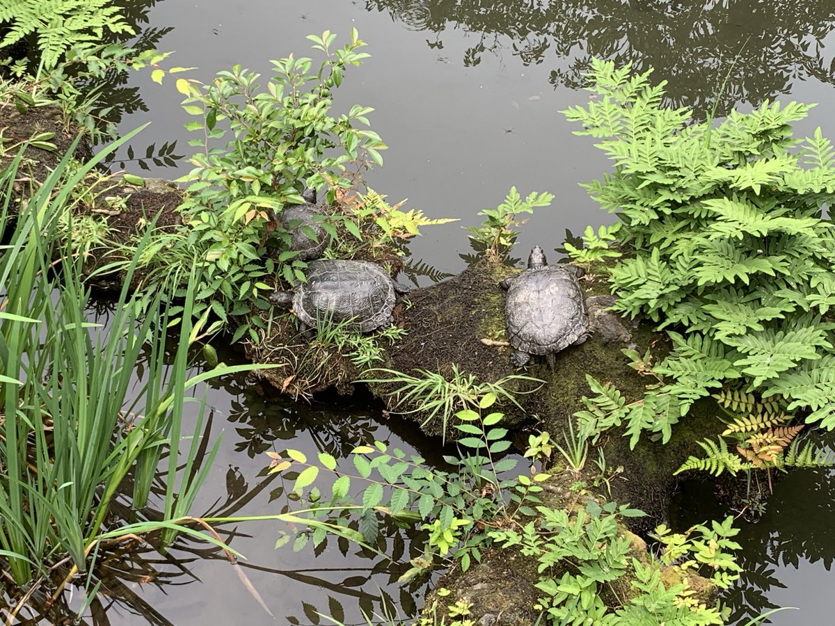 c3e28r10's tweet photo. ７月１日、ノミダニ予防薬を
ワンコに投薬。それを家族に伝えた際
ワンコと娘の名前を言い間違えて😅
しかも言った後も全く気付かず😅

午前中家事して、神様の住まふ池の
亀さん達🐢に会いに行った後
親友との定例ランチへ。
午後はワンコとのんびり🍀

今日も１日お疲れさまデシタ。
それではまた😊 https://t.co/cSCmAYdkyu
