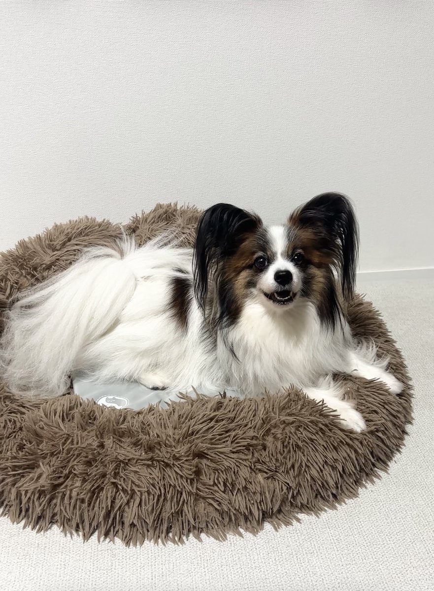 mel_kun111's tweet photo. 28°以下で自然凍結🧊✨
ペットにも安心して使える素材🐶
お出かけ時のカートやドッグカフェで🐾
おうち時間のベッドやケージに敷いたり🏠
大活躍の暑さ対策出来るひんやりマット☀️
#GGPT #ペット暑さ対策
#ひんやりマット #暑さ対策 https://t.co/ORmn5jAB8L