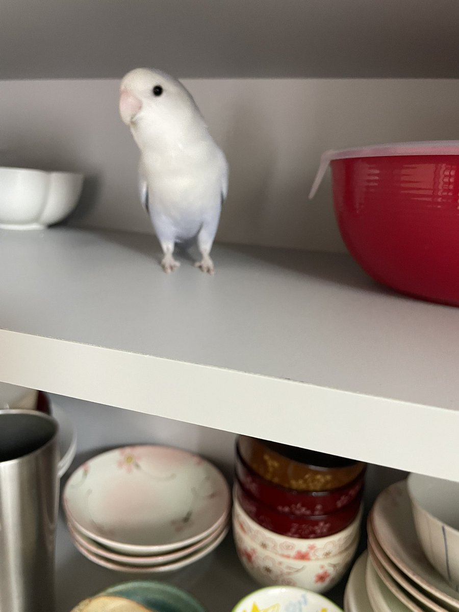 yuimamayoshi's tweet photo. 親バカだけど💦
ひめちゃんかわいい🥰 https://t.co/9vD5UcGjgx