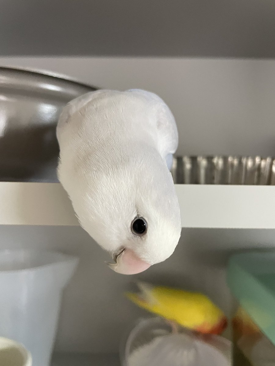 yuimamayoshi's tweet photo. 親バカだけど💦
ひめちゃんかわいい🥰 https://t.co/9vD5UcGjgx