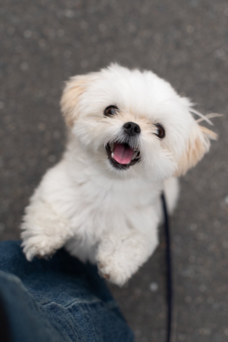 suzusuzu_mememe's tweet photo. おやつが欲しい犬ちゃん🐶 https://t.co/lwZslgkVQ6