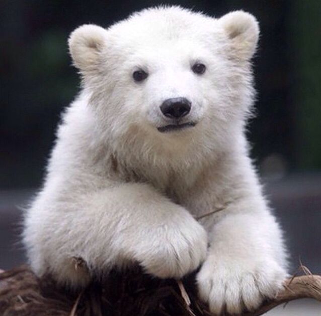bearsdaily_'s tweet photo. https://t.co/GpeGieBNYB