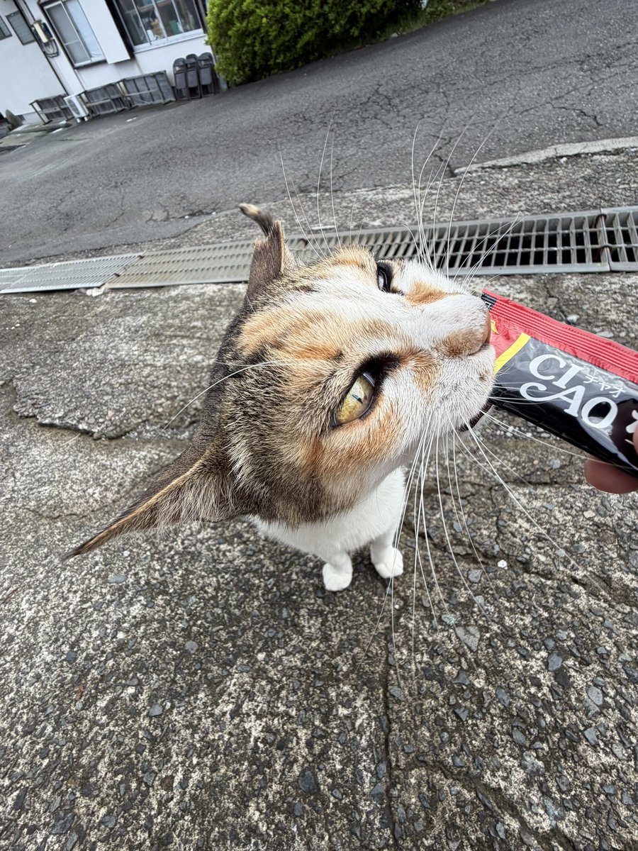 kaidenin's tweet photo. 7月のペット火葬のお休みは平日友引の6日（月）16日（木）22日（水）28日（火）と7月盆の関係で13日（月）になりますのでよろしくお願いします。
お電話は毎日お受けしておりますので何かございましたらお電話ください。 https://t.co/PnggHcfBO5