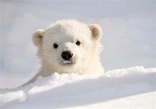 bearsdaily_'s tweet photo. https://t.co/QdQSY0SXCt