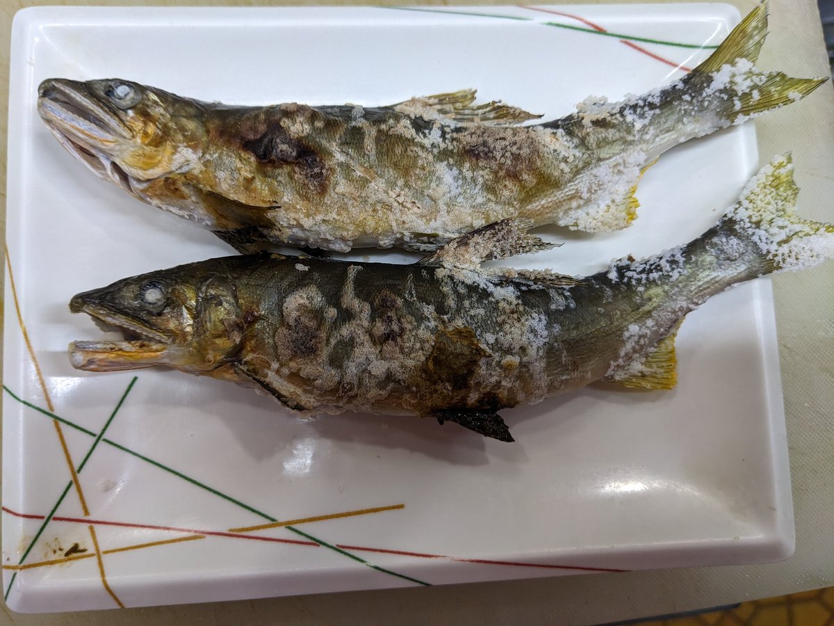 denngure's tweet photo. 今年初の鮎塩焼きまだ小ぶりですが美味しかったですよ。 https://t.co/2Q7dIsjCBG