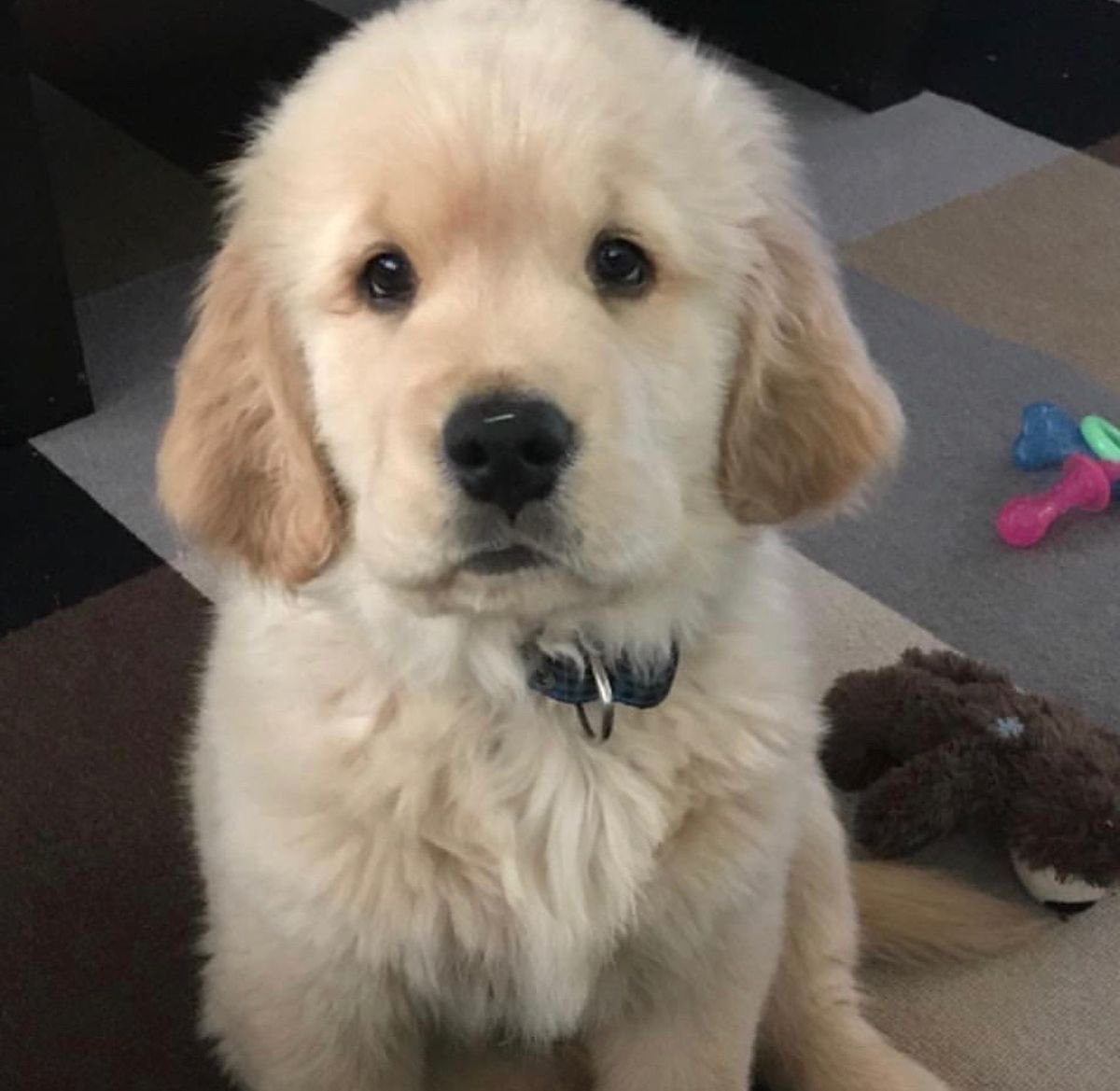 nutdanz's tweet photo. guess which one is the puppy? https://t.co/92OB7QcUj8