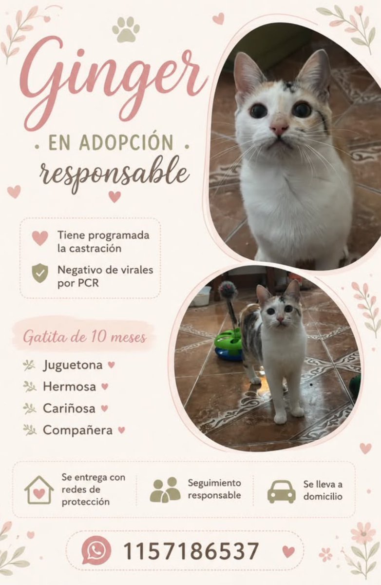 ggabrieladaiana's tweet photo. Me ayudan a difundir para que encuentren una familia responsable ❤️‍🩹 https://t.co/fvKiXtmQB6