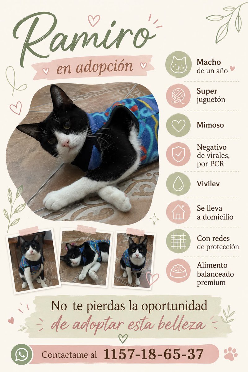 ggabrieladaiana's tweet photo. Me ayudan a difundir para que encuentren una familia responsable ❤️‍🩹 https://t.co/fvKiXtmQB6