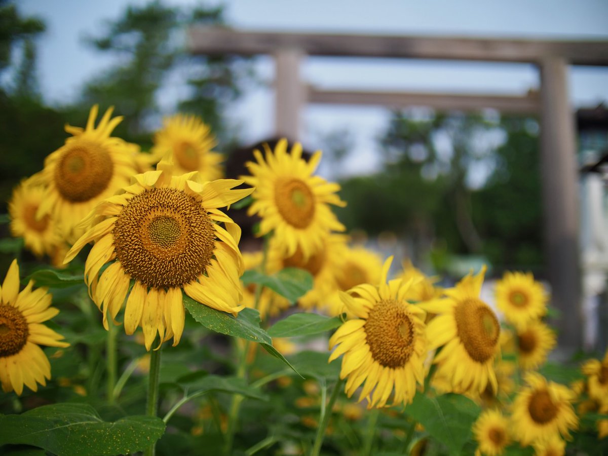 伊勢山皇大神宮の初夏と言えば向日葵🌻 📷 PEN-F w/ SPEEDMASTER 25mm
