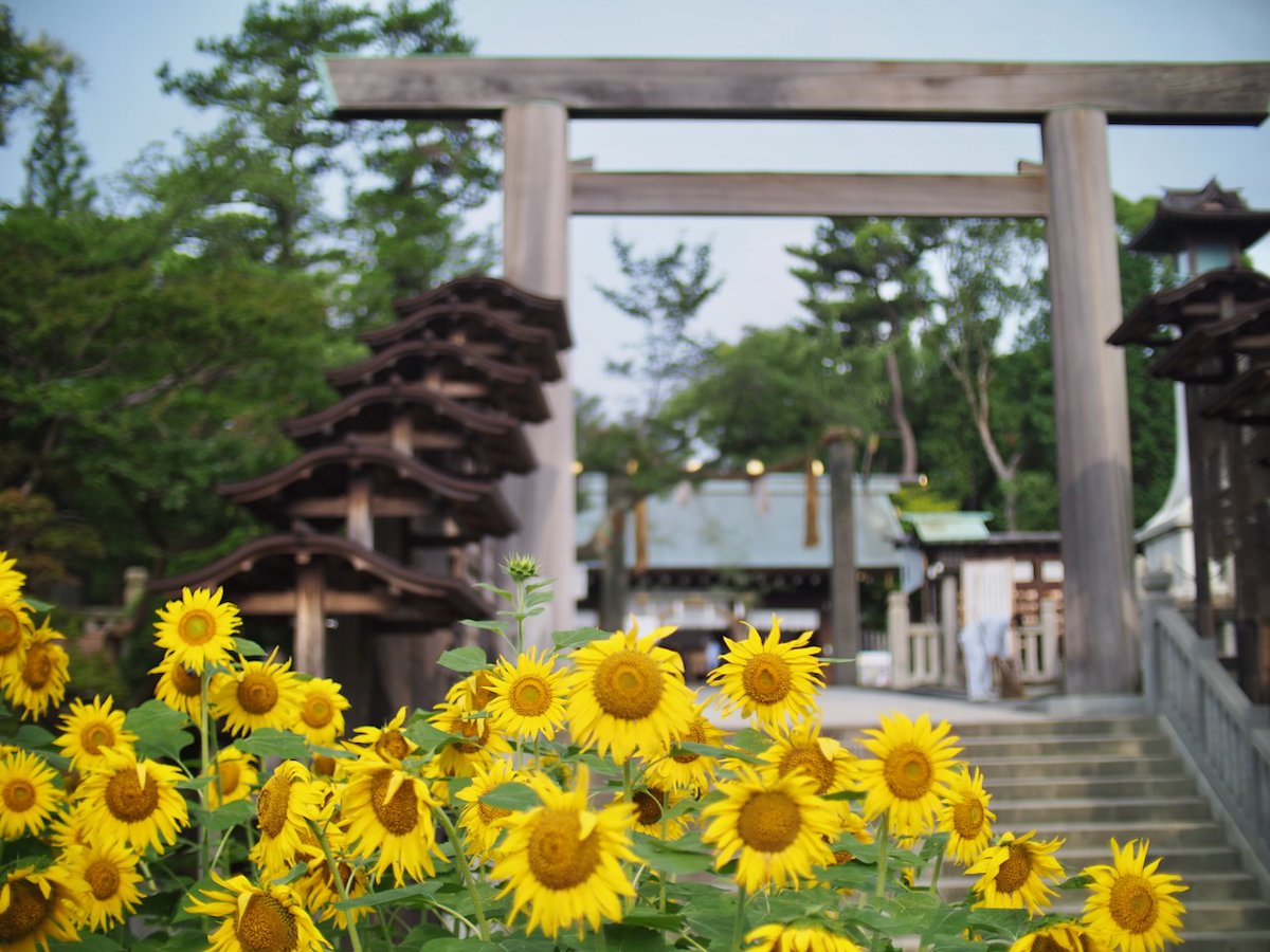 伊勢山皇大神宮の初夏と言えば向日葵🌻 📷 PEN-F w/ SPEEDMASTER 25mm