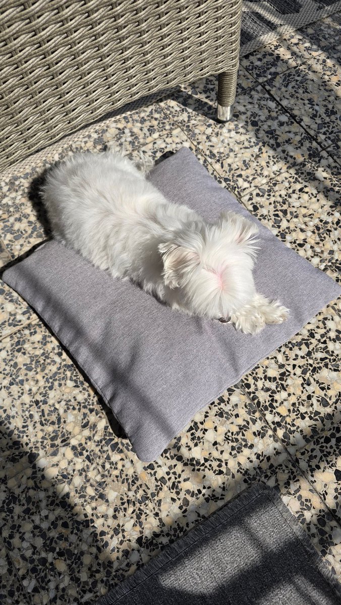 Meri_morkie's tweet photo. White dog privileges ☀️ https://t.co/5Qlx4GdYv3