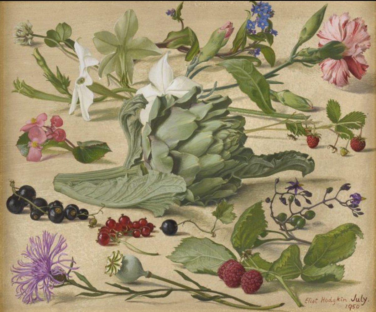 britgardhistory's tweet photo. July from Eliot Hodgkin's 'The Months', 1950. A globe artichoke takes centre stage, surrounded by heady white nicotiana, a flaked carnation, a poppy head, cornflower, begonia and Chinese forget-me-not. There are luscious summer berries but also the sinister touch of nightshade. https://t.co/WkjVuFW9wq