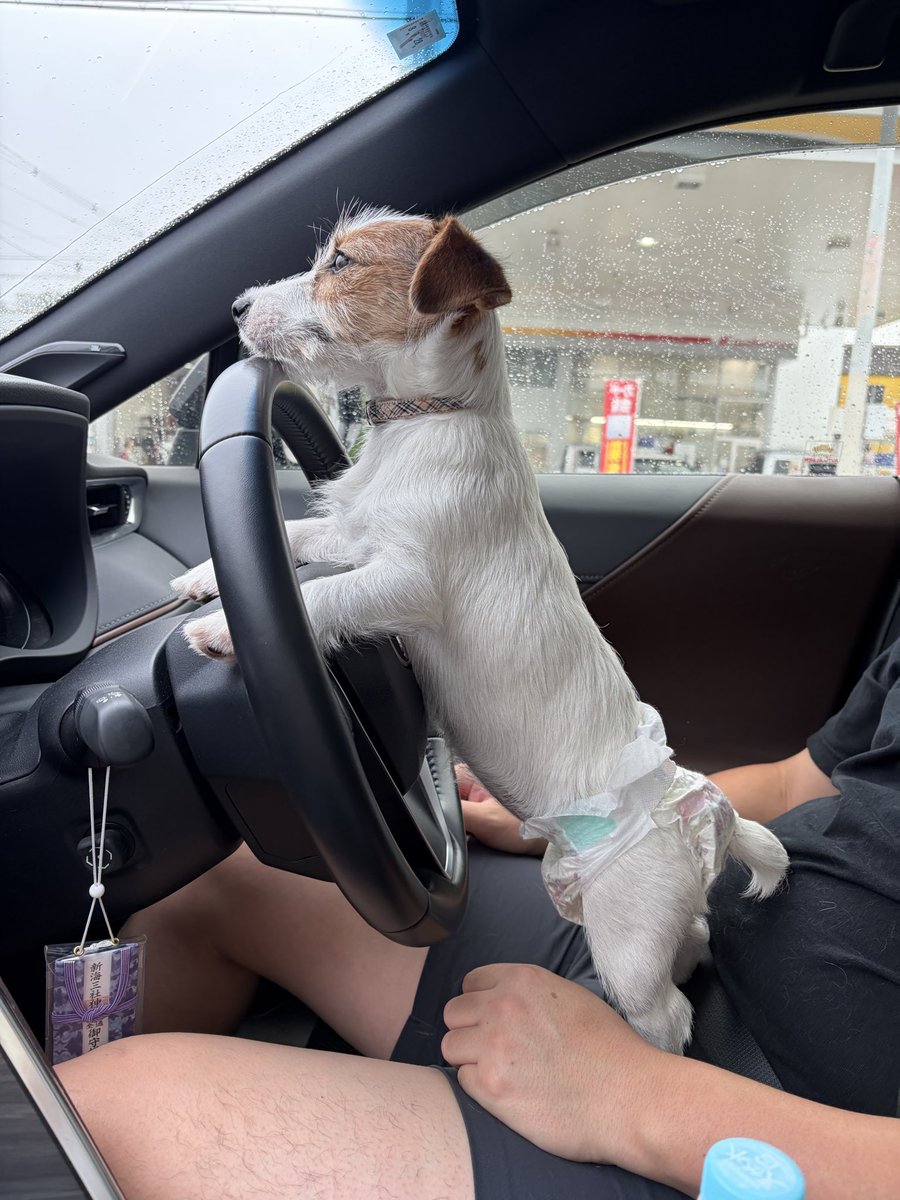 kotarinern's tweet photo. 犬免許2級🌱 https://t.co/XfRh433NOA