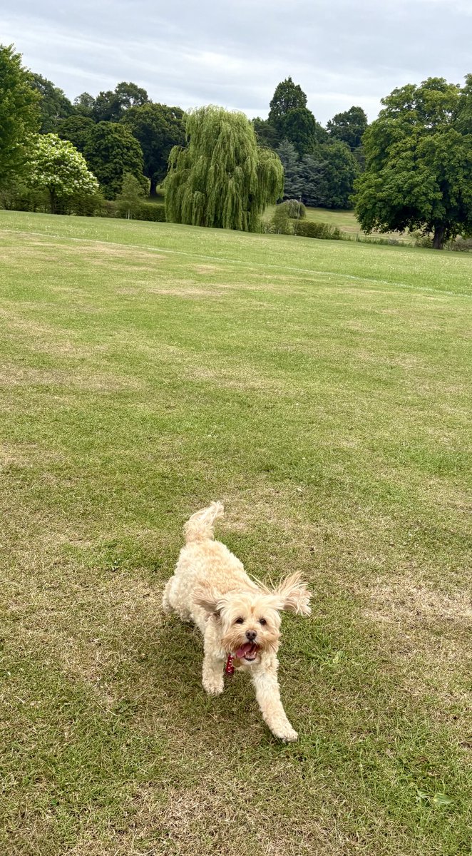 TheHoneyTails's tweet photo. I appear to be on a #WalkRoll this week! It’s very good indeed 😊
#WinningAtWednesday https://t.co/ea2H6HWg1a
