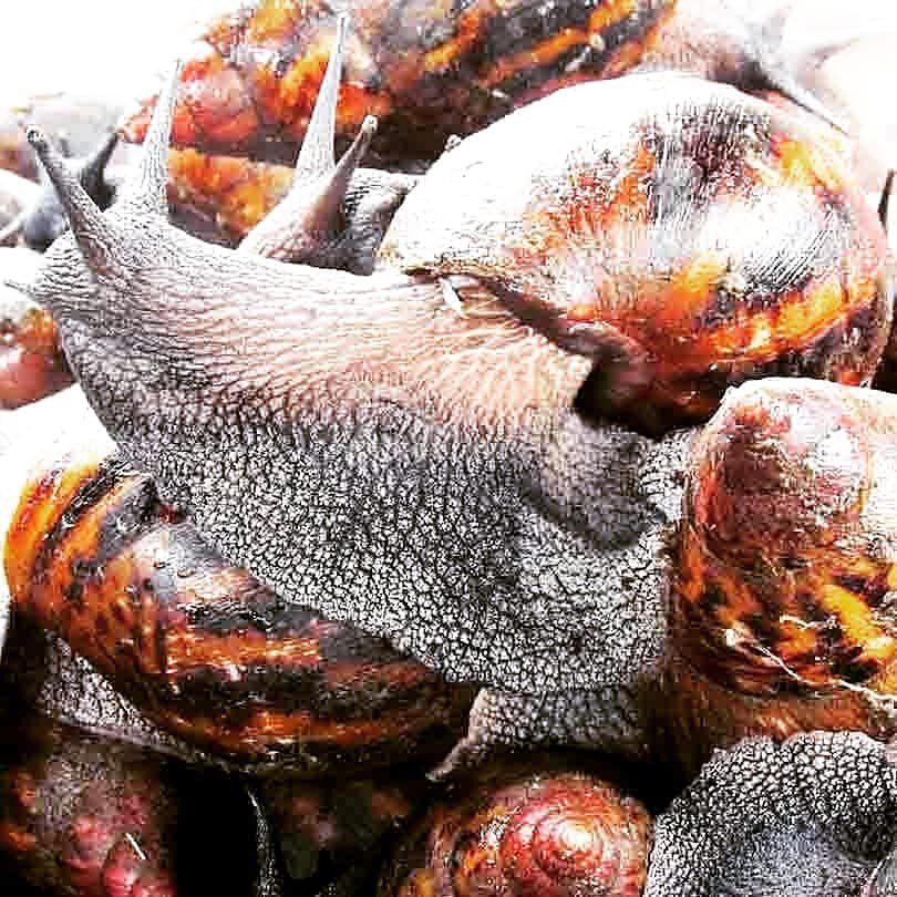 StilAgroHub's tweet photo. Happy New Month! 

May this July and beyond bring you success in all your endeavors.
Thank you for being part of our journey — we truly appreciate your continued patronage.
We're committed to serving you the very best premium snail farm produce.

Know your farmer, know your food! https://t.co/fJlzy0boVk