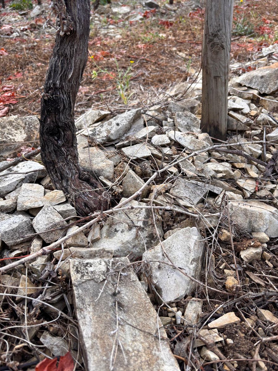facebwine's tweet photo. Some of the vineyards for the 2026 harvest. Look at that limestone! https://t.co/fNgMfhFsVA
