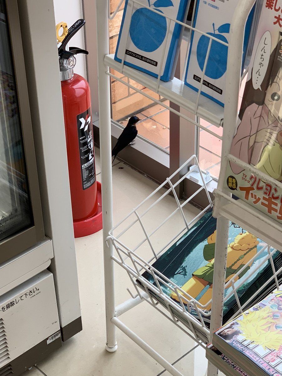 数年前コンビニに迷い込んだツバメを保護して外に逃したことあるけど