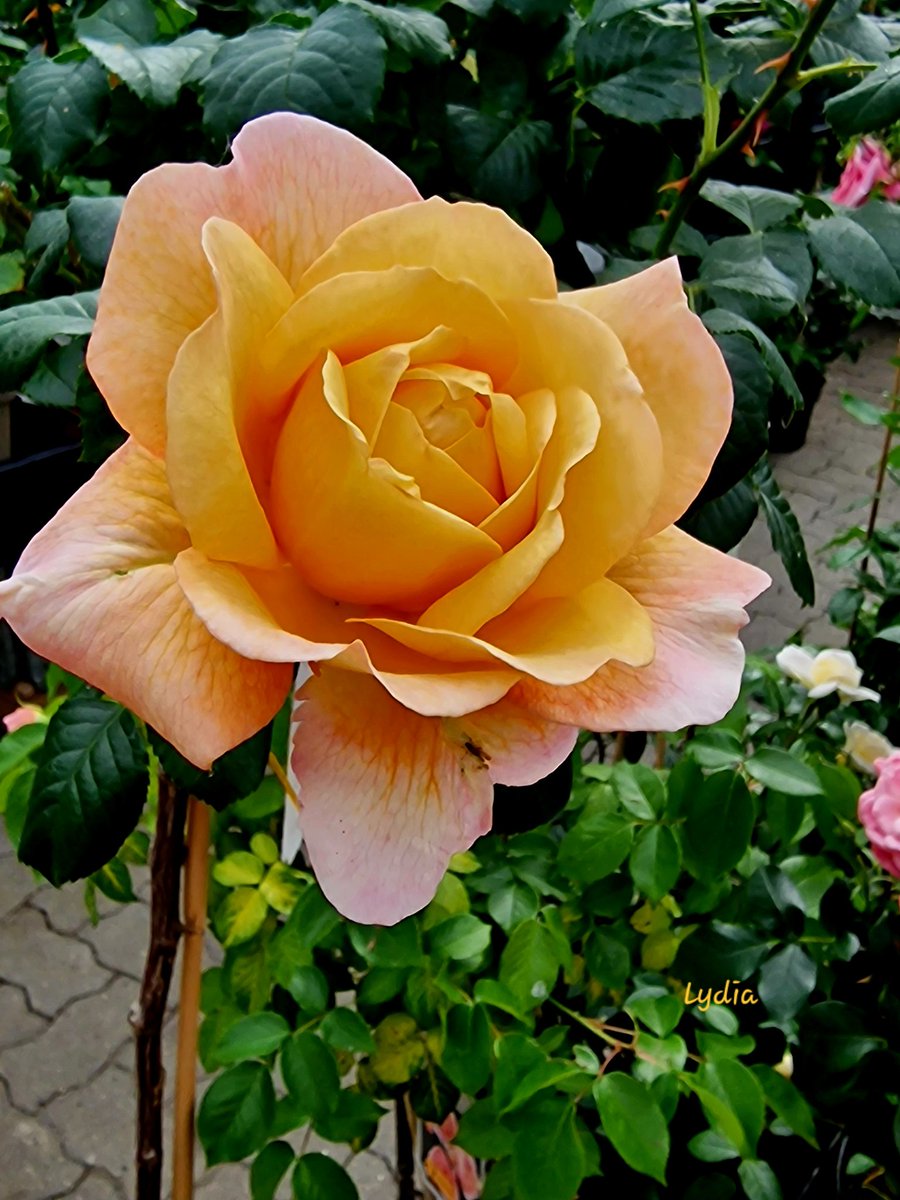 OdenbachWitt's tweet photo. Good morning dear friends. I wish you all a fantastic new month and a happy #RoseWednesday. https://t.co/yb3jc8KePk
