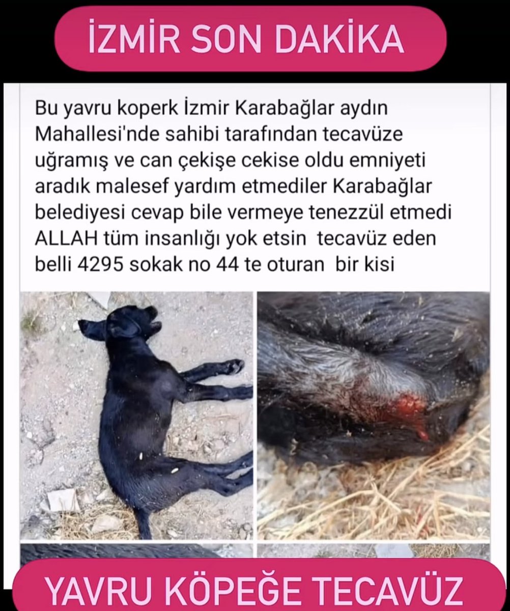 YASAMASAYGI's tweet photo. 📣İzmir'de Yavru Köpeğe Yapılan İşkenceye Karşı Adalet İstiyoruz! @izmirvaliligi @EmniyetIzmir @KarabaglarBel

Bu dilekçeyi göndererek ve dilekçe kampanyasını paylaşarak bana destek olur musun?🙏 

https://t.co/TK73PcmJpf https://t.co/frwY4wobfA