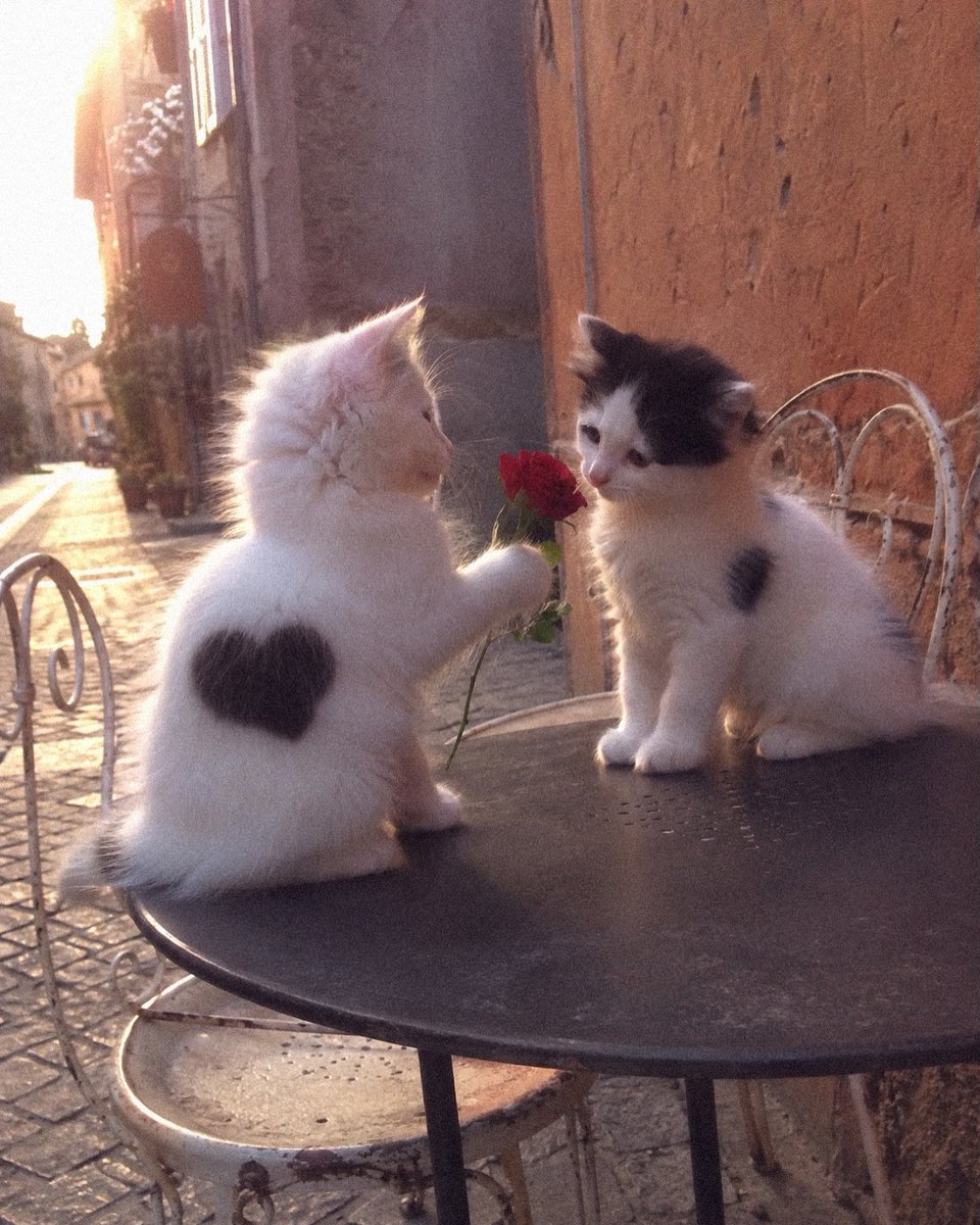 catslovings1's tweet photo. https://t.co/XqwKMF4xF1