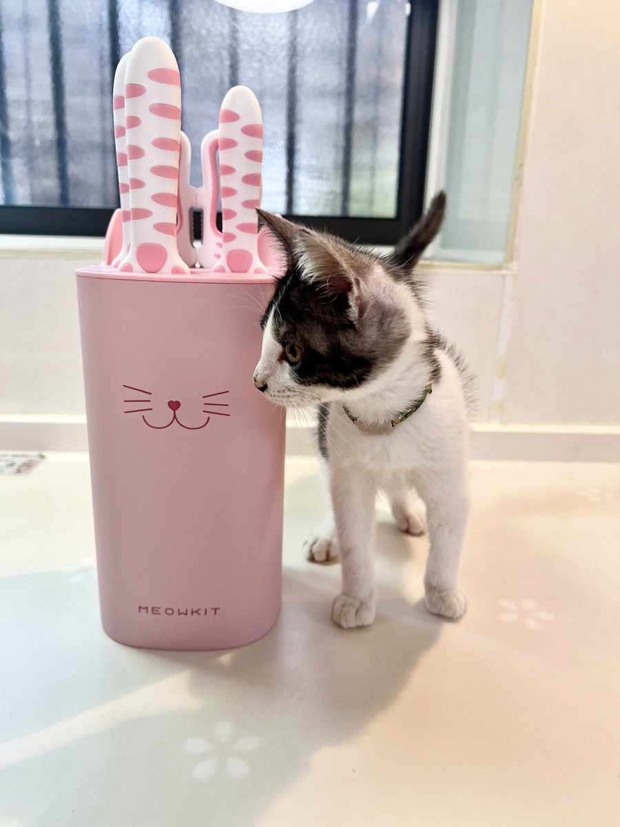 yumix4580's tweet photo. お料理配信者のちゅーたちゃん(@neko_neko5102 )も毎日愛用中の #MEOWKIT が我が家に届きました✨
かわいいだけじゃなくて切れ味抜群のMEOWKITを使うのが楽しみです🐈 https://t.co/TAcKwoEqHo