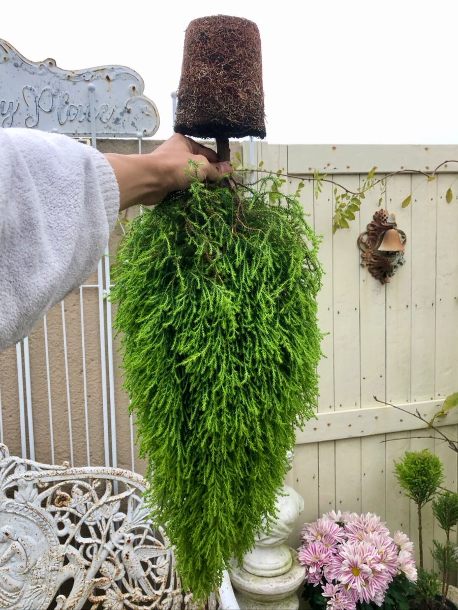 961n9qCDUTkTQWR's tweet photo. Just finished my custom macramé plant hanger! Twisted 100% cotton cord + a thrifted ceramic pot = a cozy, boho vibe that fits my tiny apartment perfectly. Who else loves turning thrifted finds into something new https://t.co/KsrsK7NBoF