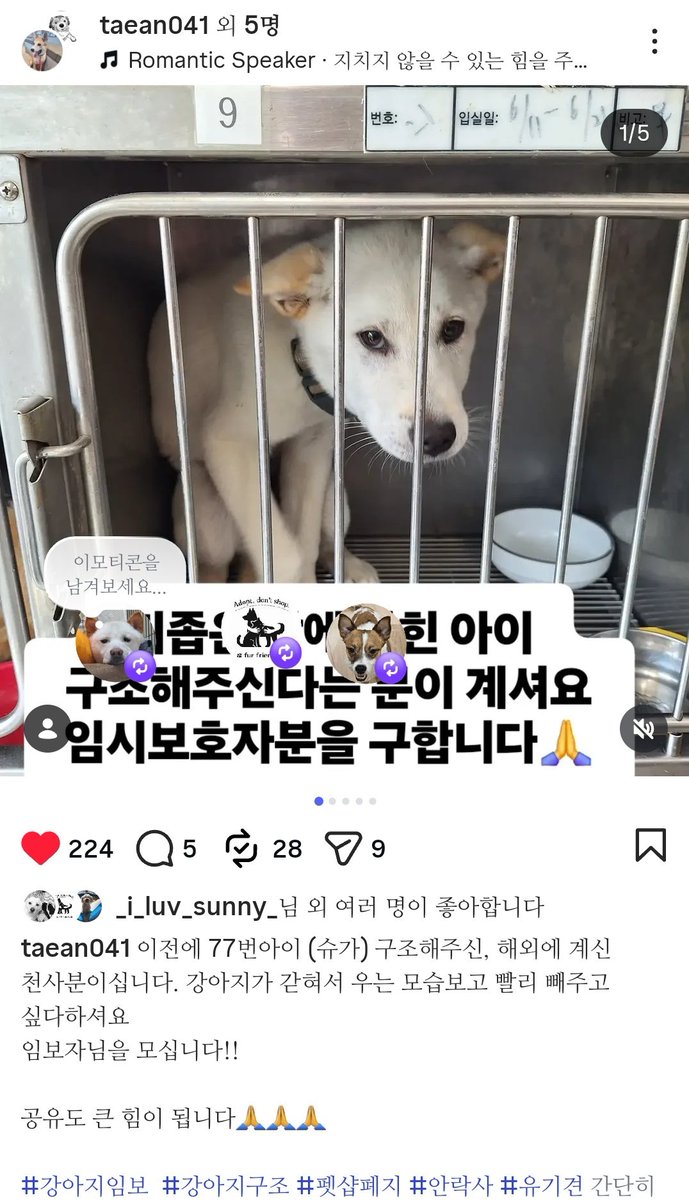 happyjindowoong's tweet photo. 🚨RT 리트윗 공유 부탁드려요
긴급 임보처 구하신다고 해요
좁은장에 갇혀있던 아이 구조해주실분이 나타나셔서 임보처만 있으면 나올 수 있다고합니다
공유 부탁드려요

문의
인스타 @taean041

#rt부탁드립니다 #입양홍보 #도와주세요 https://t.co/6uV4WVZGBh