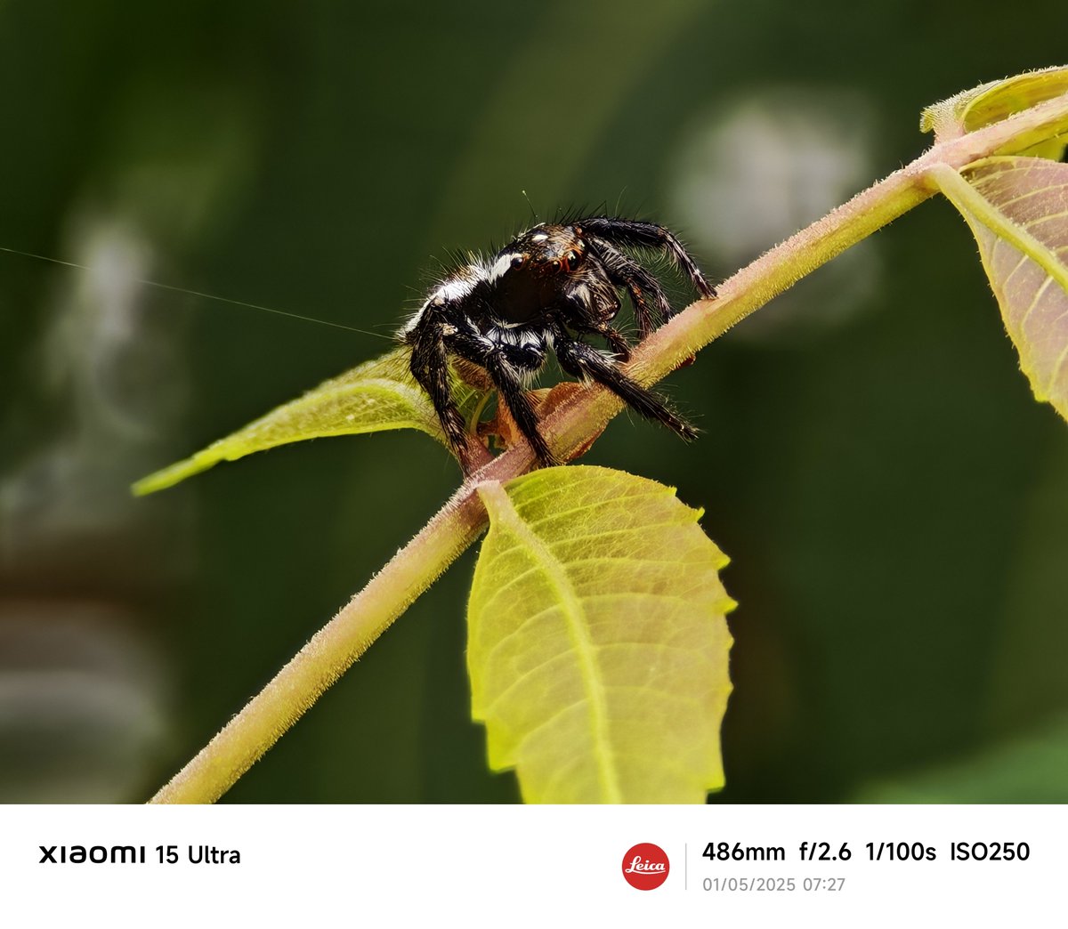 Siva_Bharani's tweet photo. Shot on #Xiaomi17 #Xiaomi15Ultra
#NoEdit
486mm is crazy la 🔥 https://t.co/65Bgvojqaz